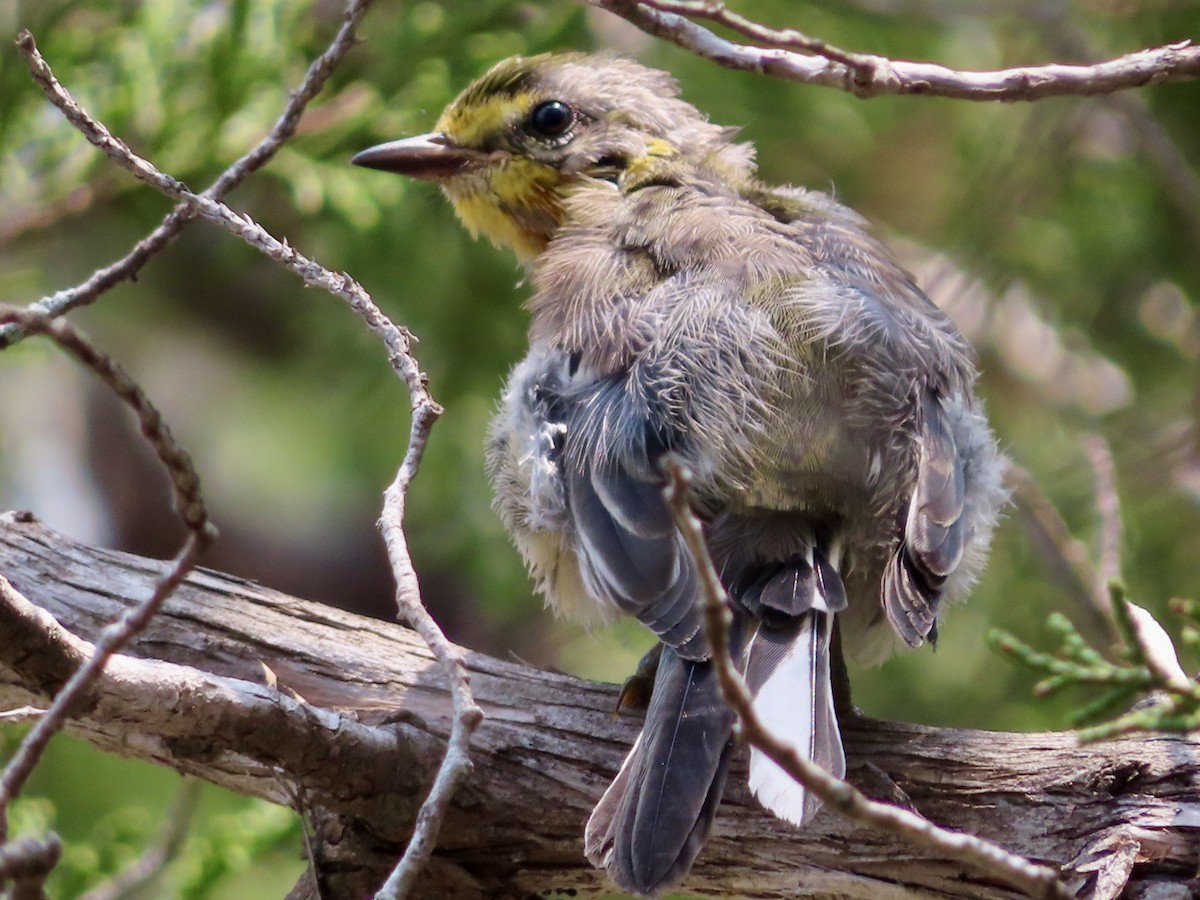 Golden-cheeked Warbler - Louise Smyth