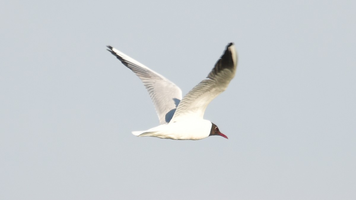 Black-headed Gull - ML618675423