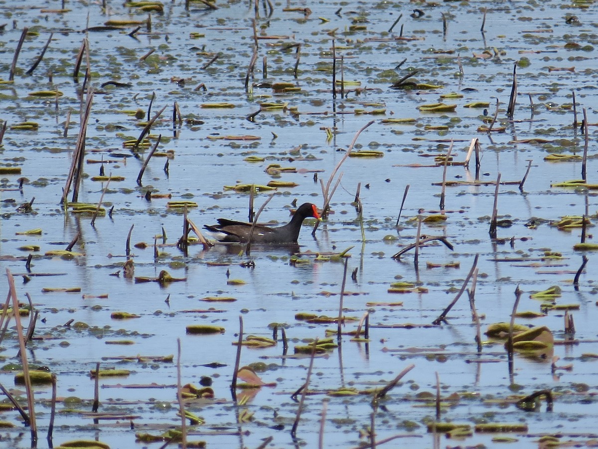 Gallinule d'Amérique - ML618675475