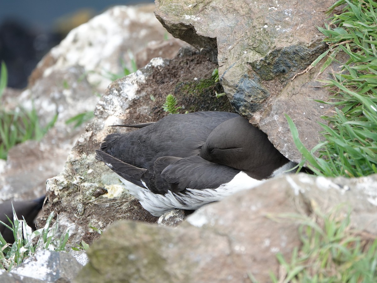 Common Murre - David Astins