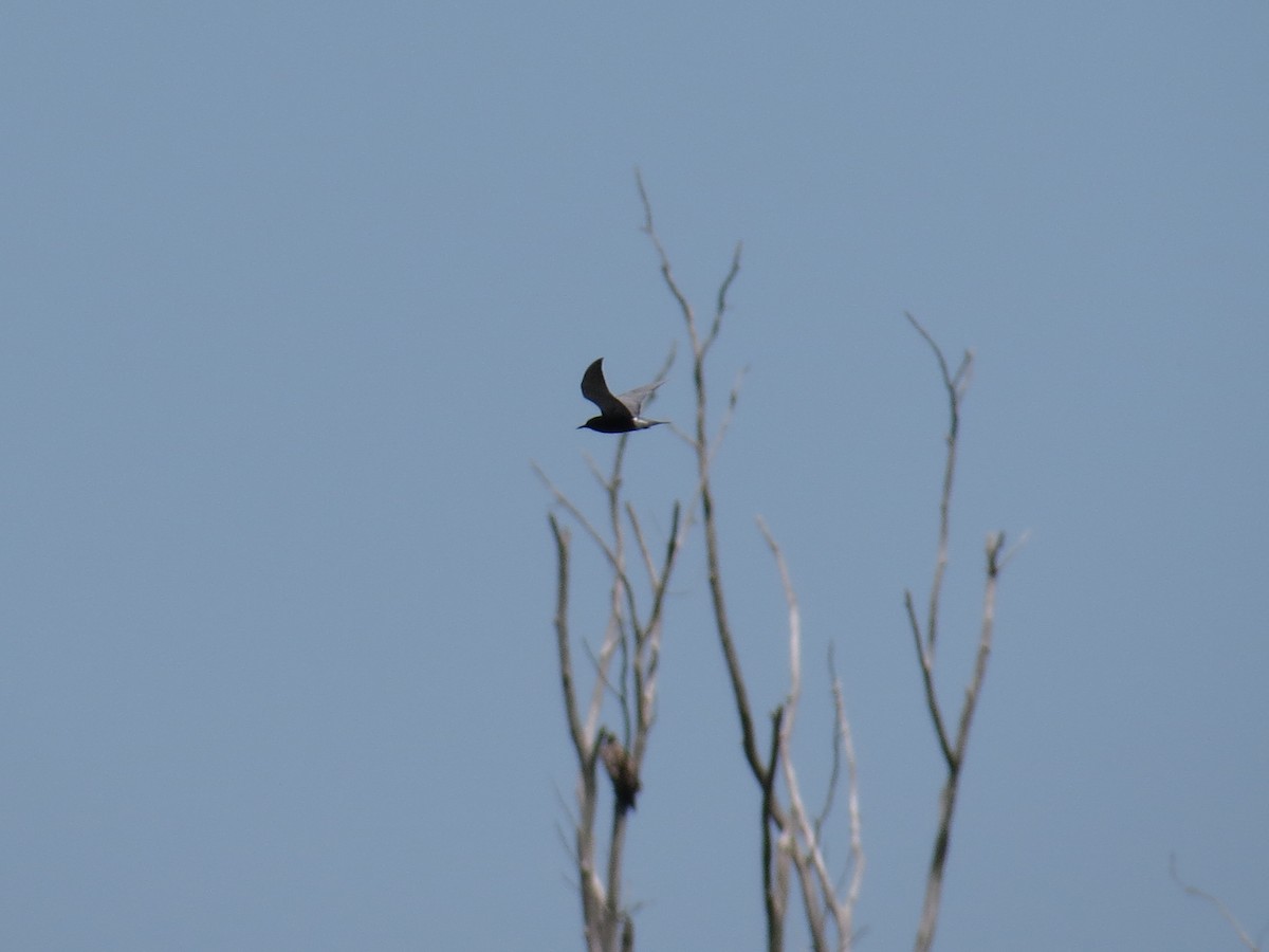 Black Tern - ML618675501