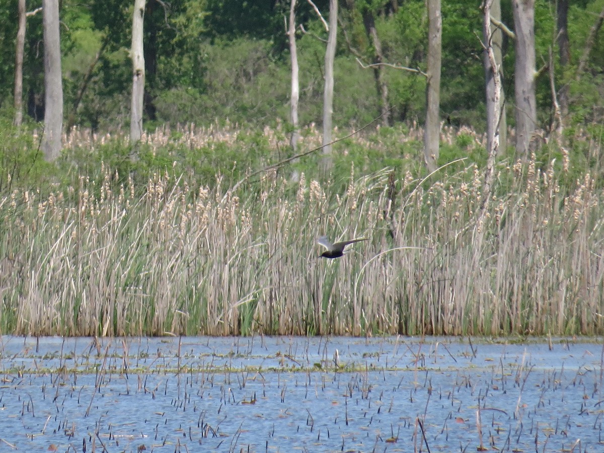 Black Tern - ML618675502