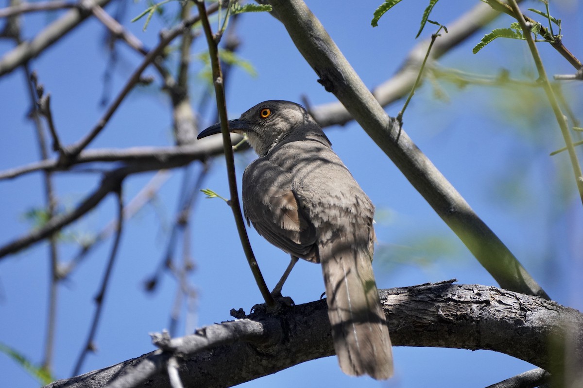 Curve-billed Thrasher - ML618675512