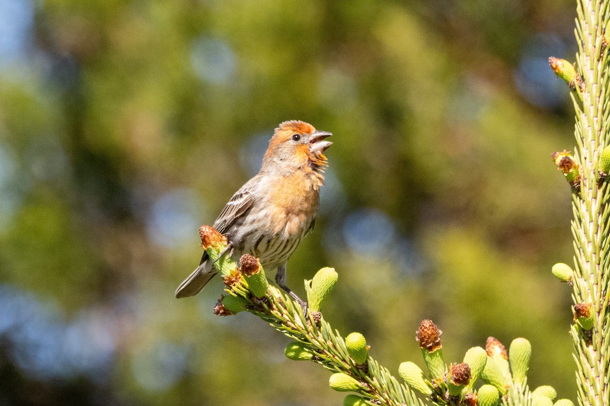 House Finch - ML618675528