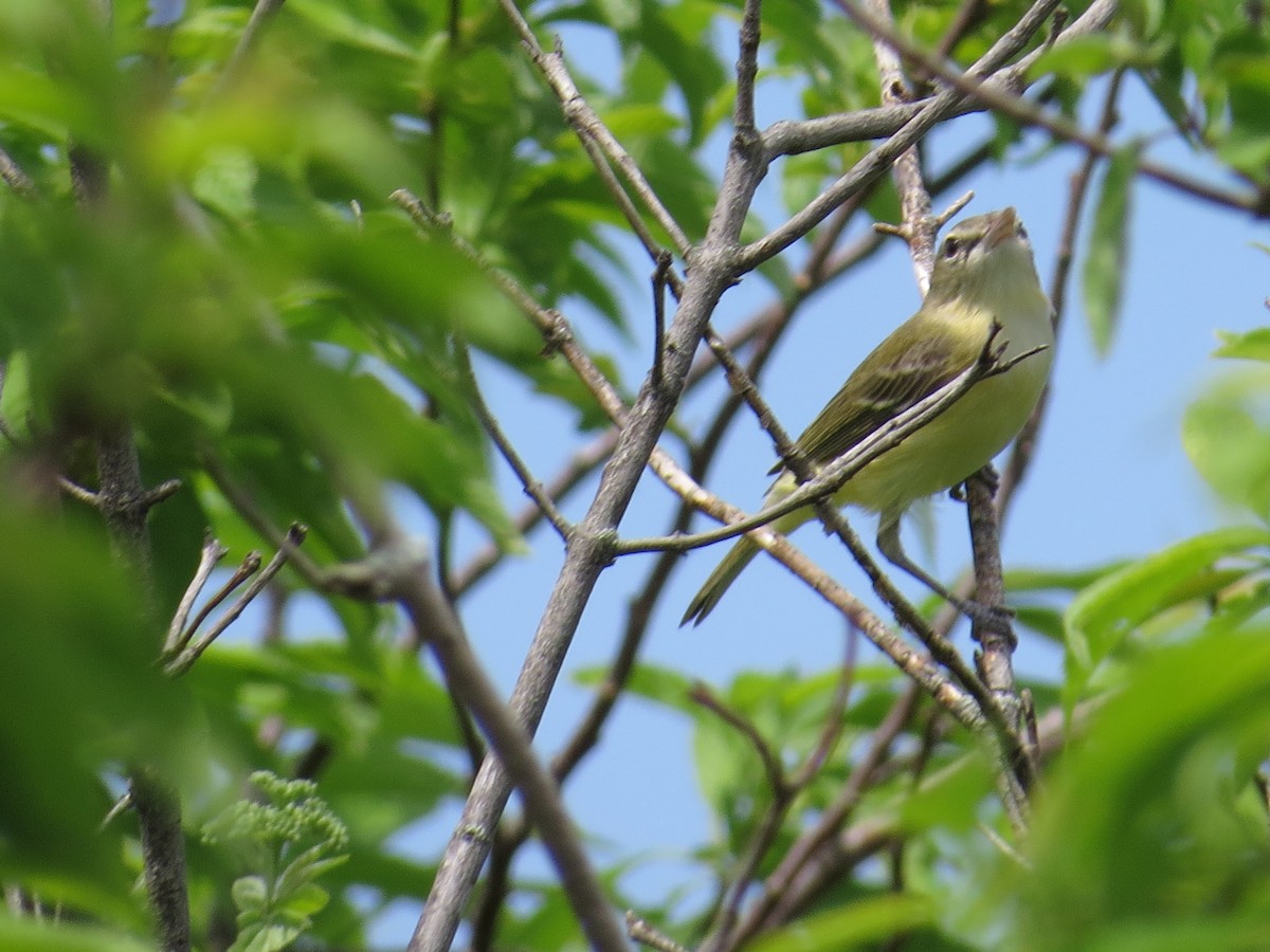 Bell's Vireo - ML618675532