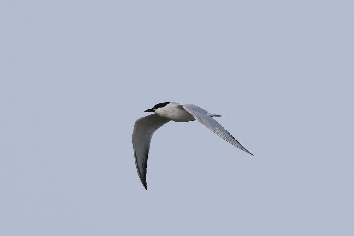 Gull-billed Tern - Gretchen Locy