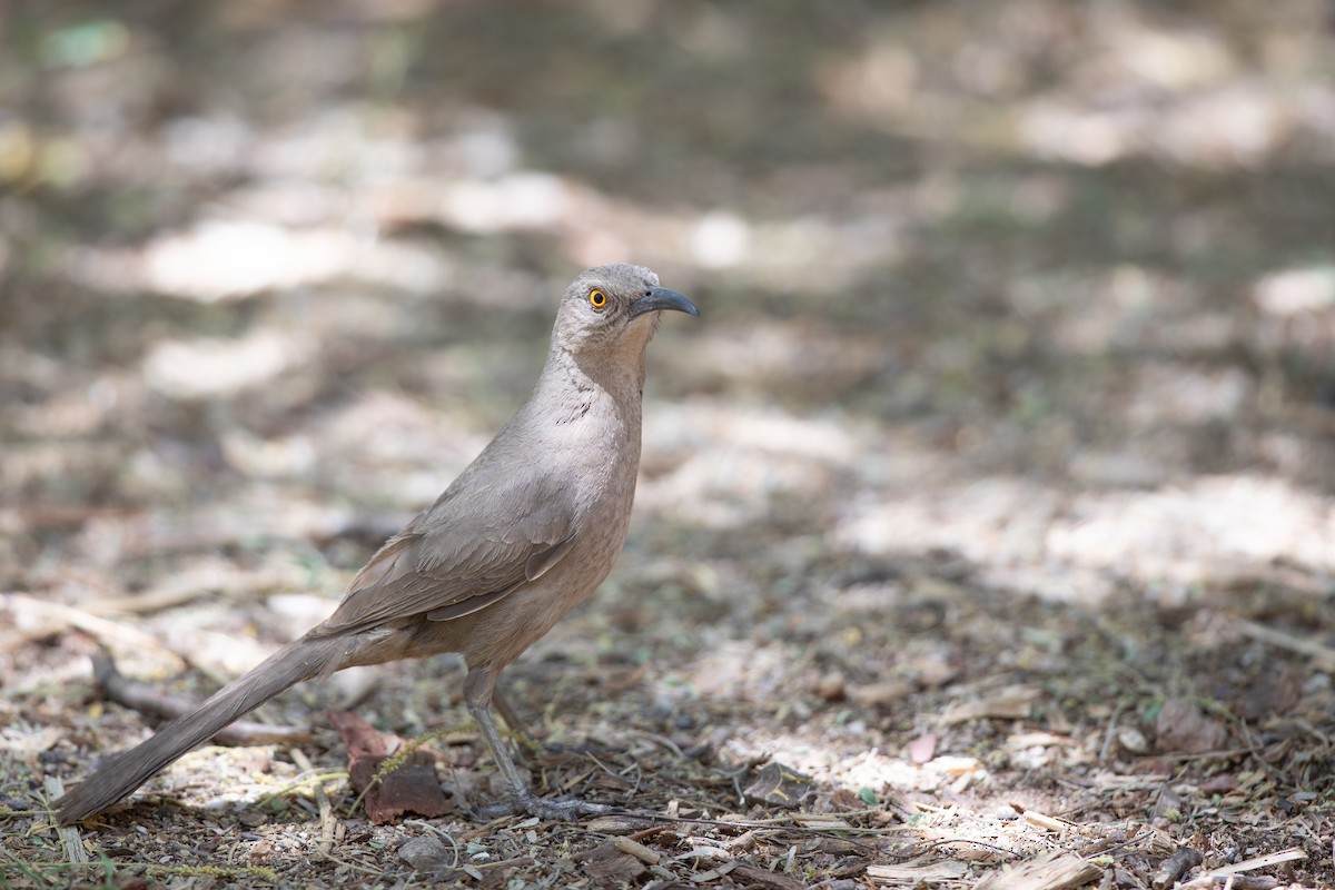 Curve-billed Thrasher (palmeri Group) - ML618675570