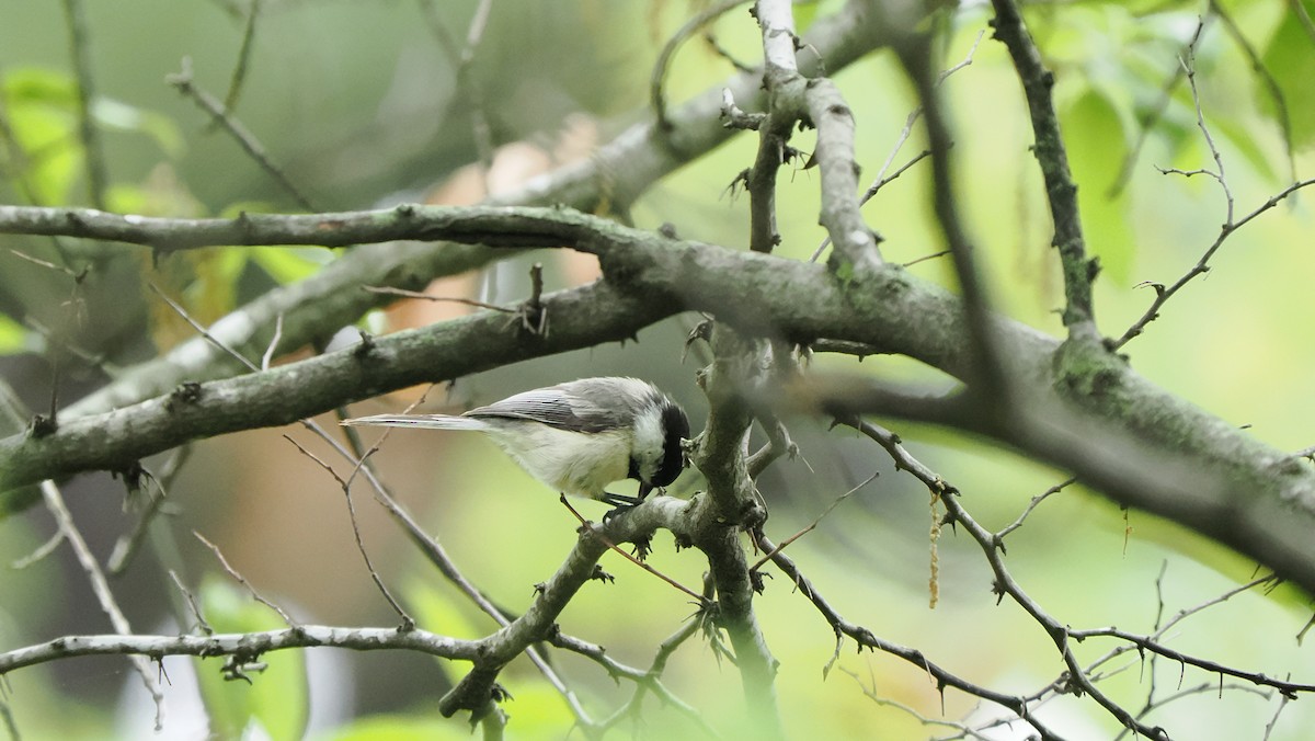 Black-capped Chickadee - Mike Grant