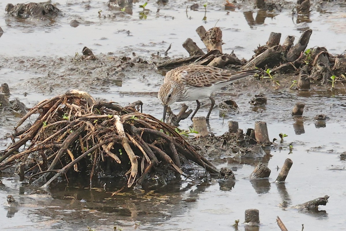 White-rumped Sandpiper - ML618675614