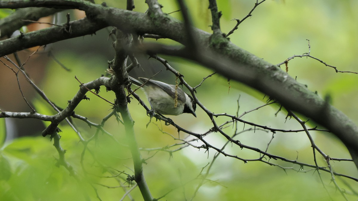 Black-capped Chickadee - ML618675616