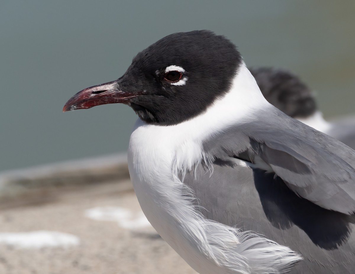 Laughing Gull - ML618675619