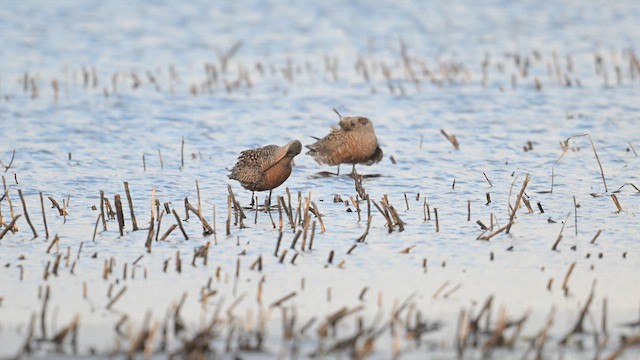 Hudsonian Godwit - ML618675642