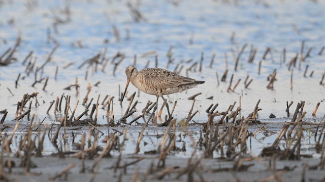 Hudsonian Godwit - ML618675643