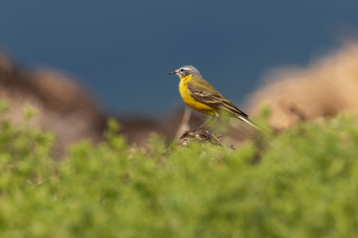 Western Yellow Wagtail - Michal Bagala