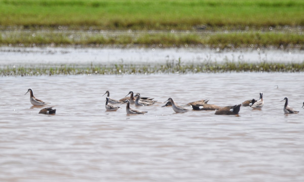 Wilson's Phalarope - Cyrus Allen