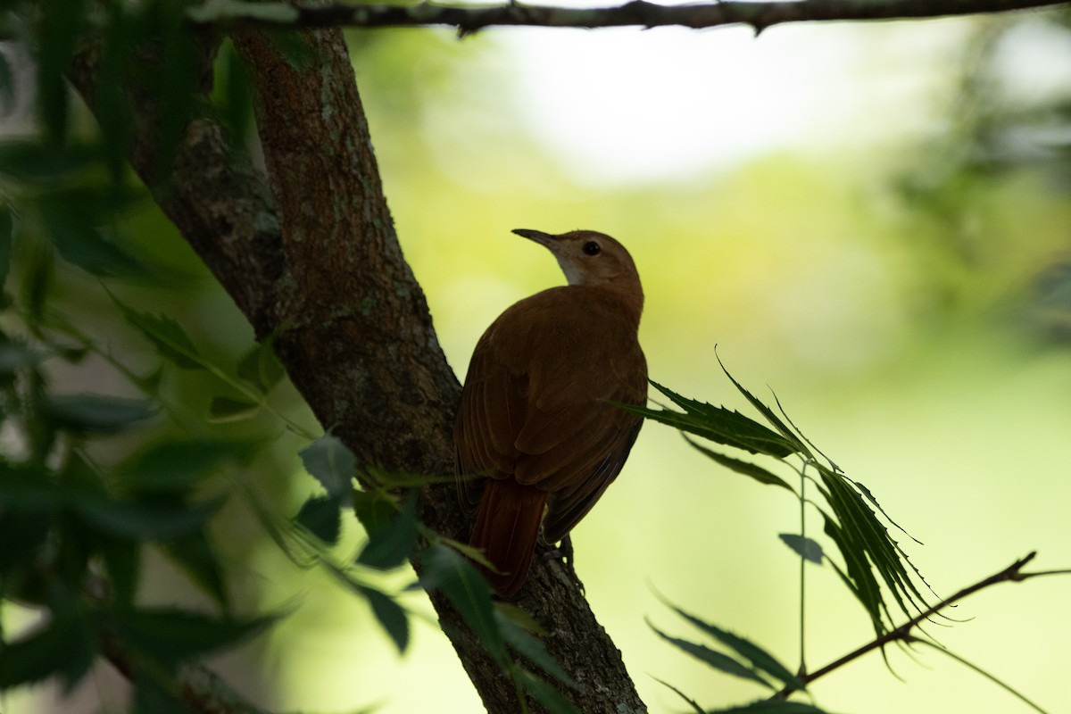 Rufous Hornero - Kate Reed