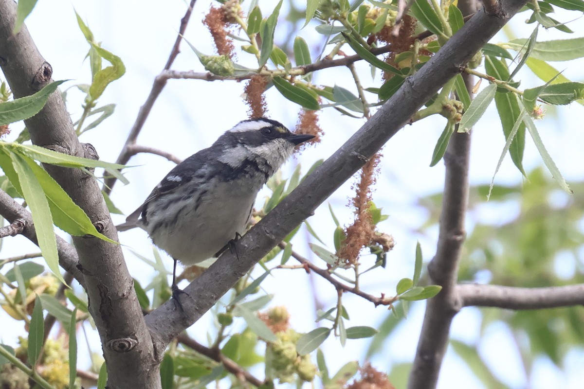 Black-throated Gray Warbler - Tom Fangrow