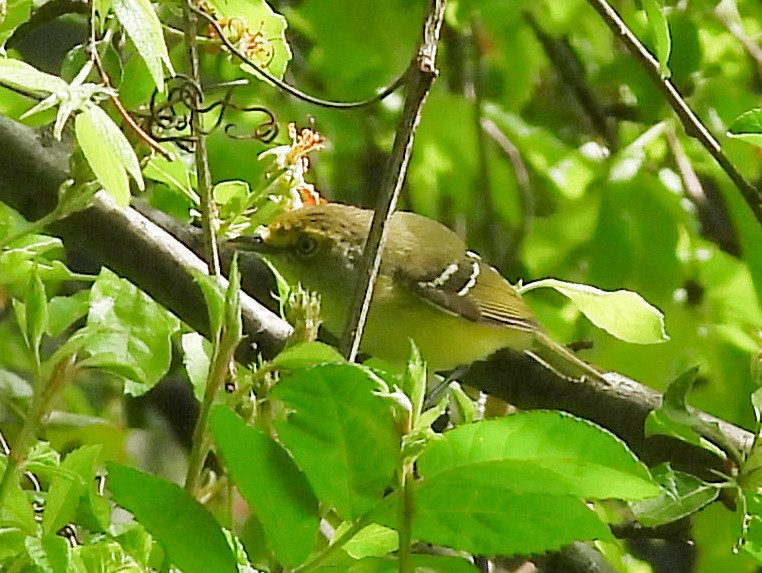 Ak Gözlü Vireo - ML618675670