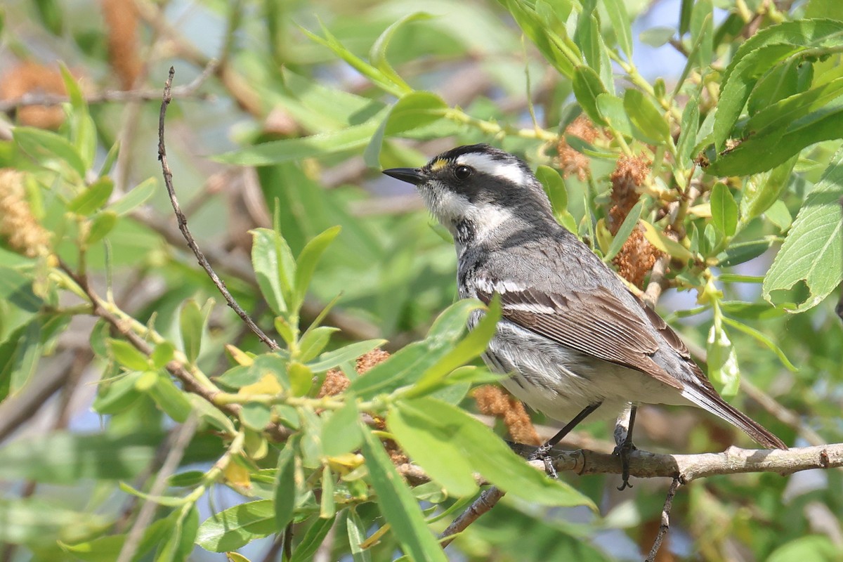 Black-throated Gray Warbler - Tom Fangrow