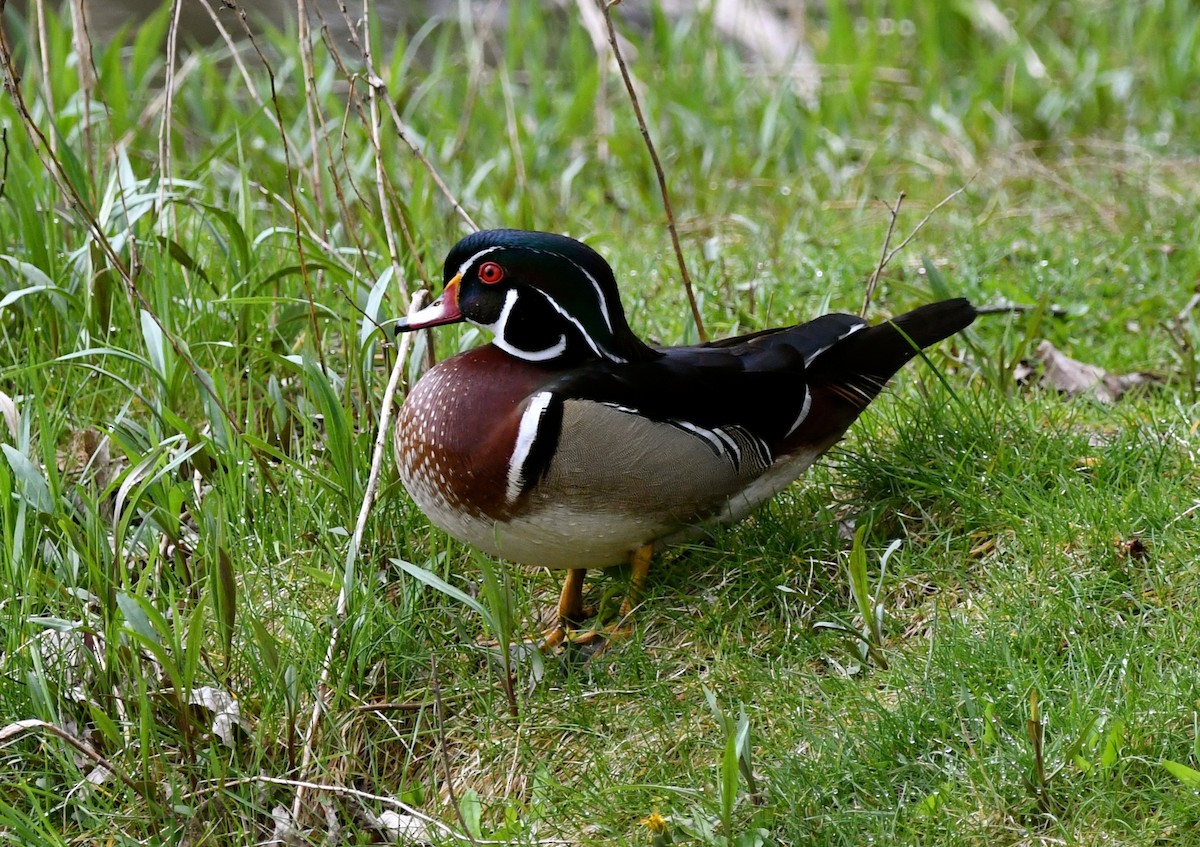 Wood Duck - jean pierre machet