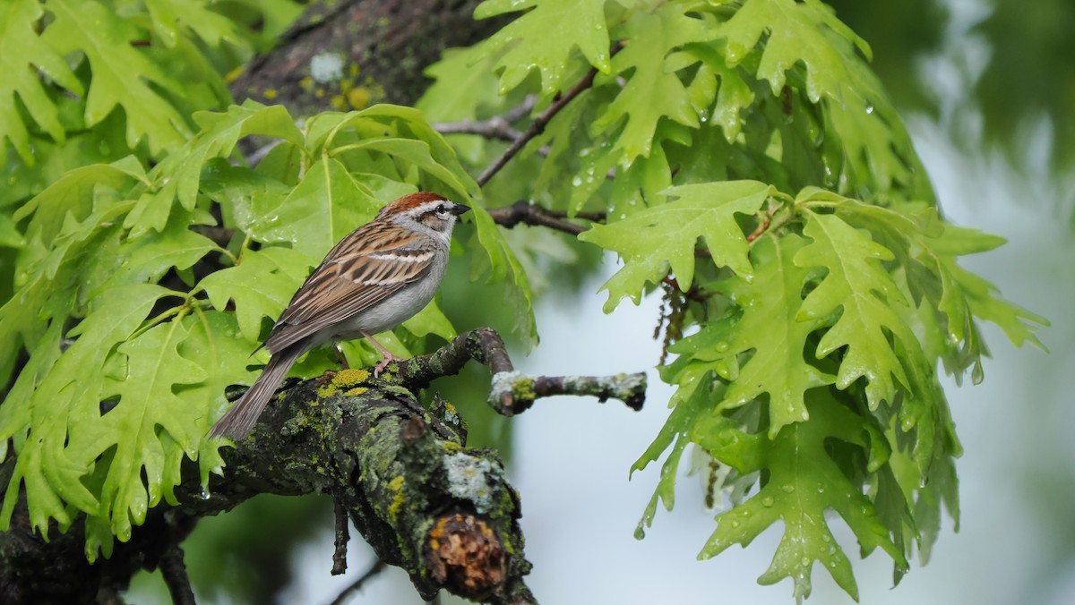 Chipping Sparrow - ML618675693