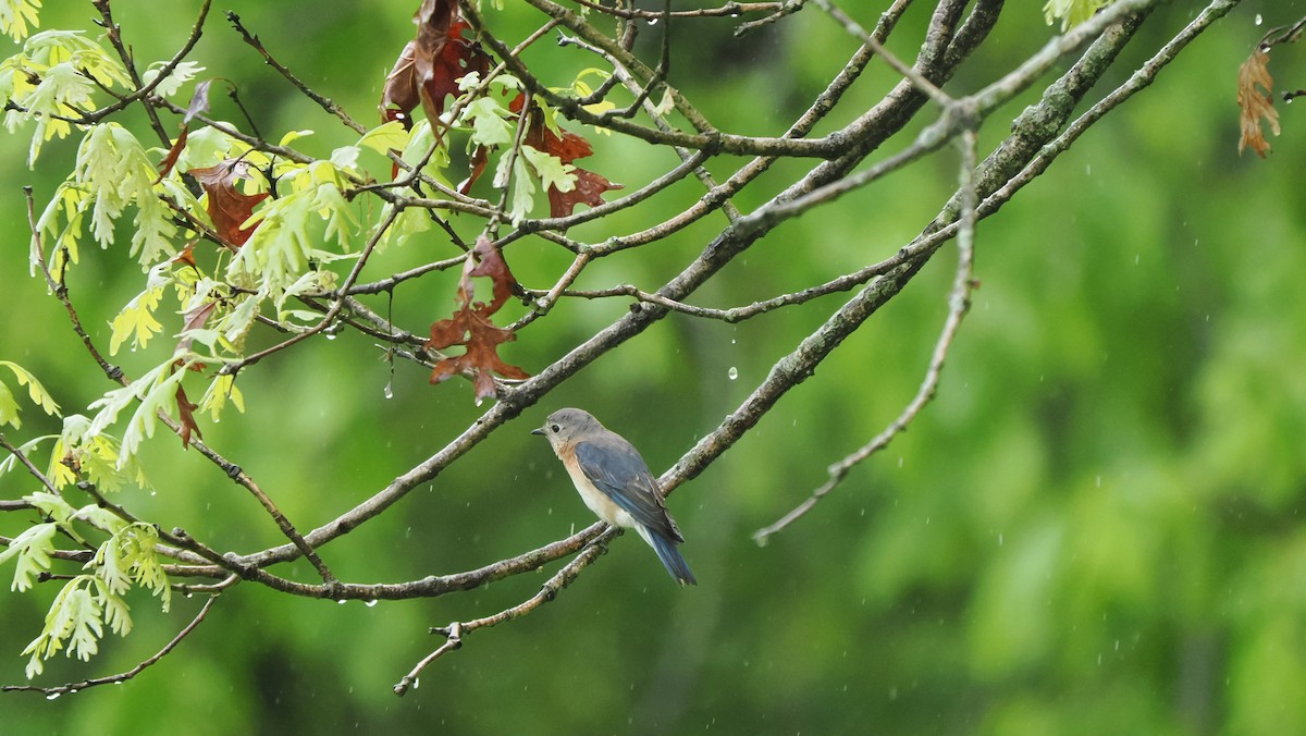 Eastern Bluebird - ML618675705