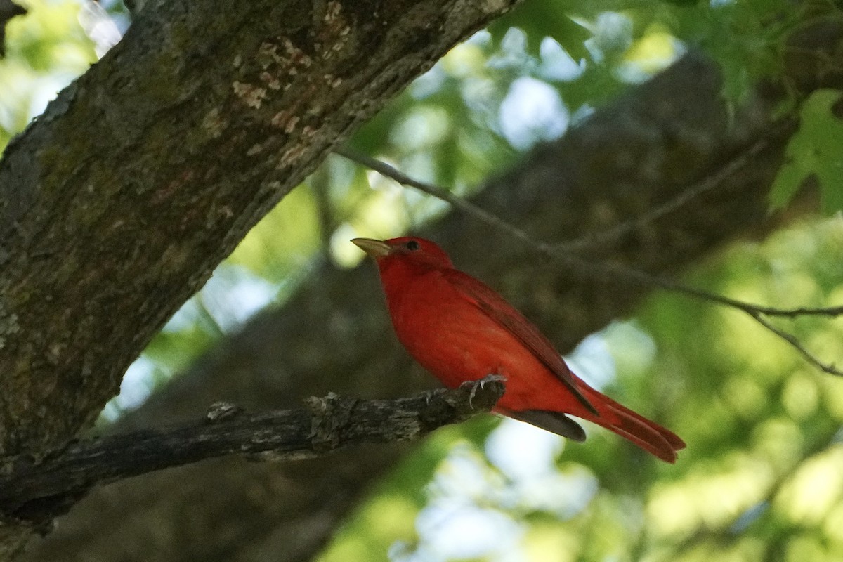 Piranga Roja - ML618675718