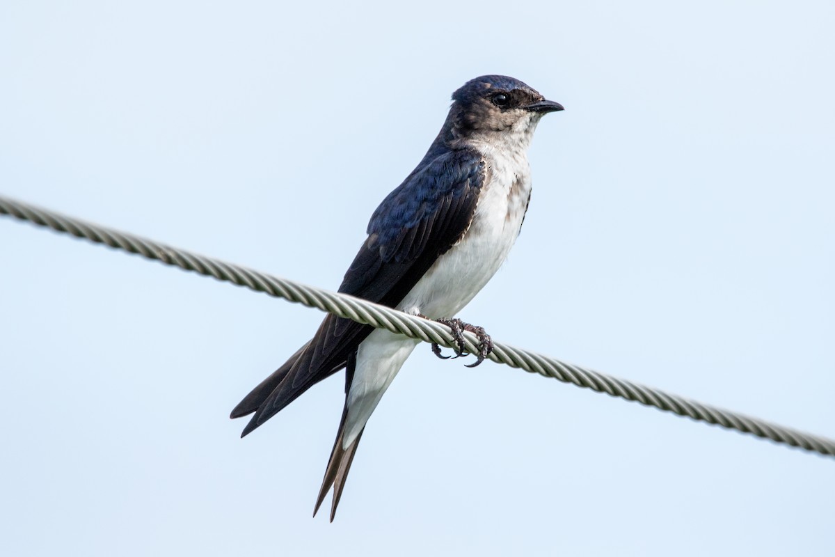 Gray-breasted Martin - Kate Reed