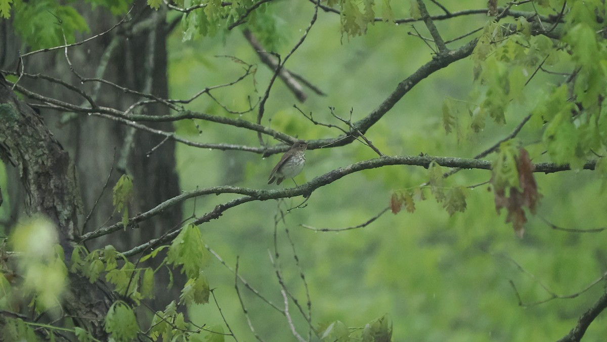 Gray-cheeked Thrush - ML618675733