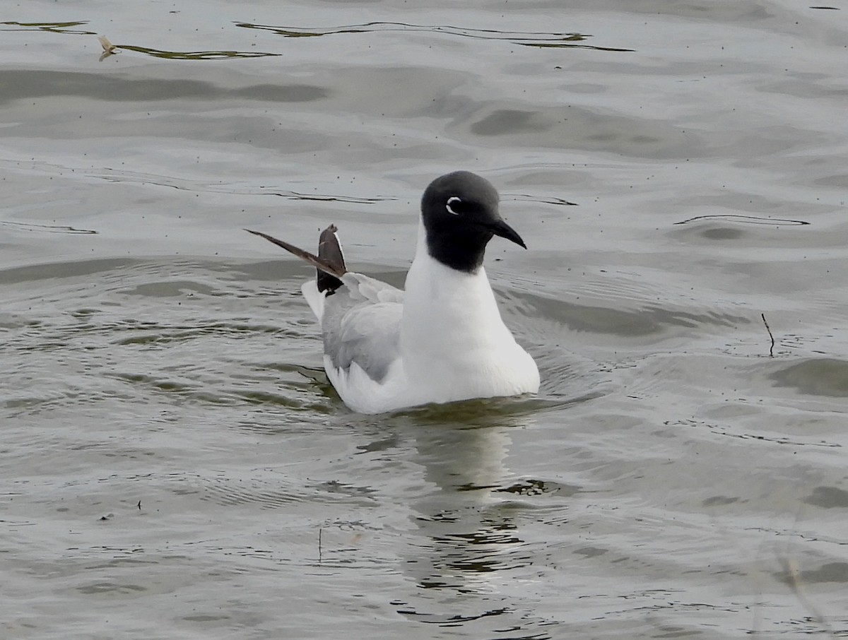 Bonaparte's Gull - John Grossa