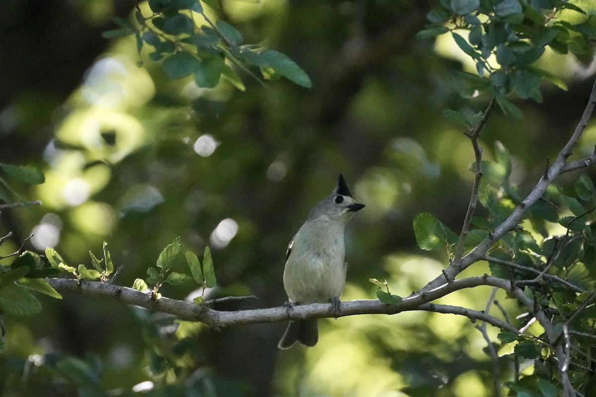 Black-crested Titmouse - ML618675737