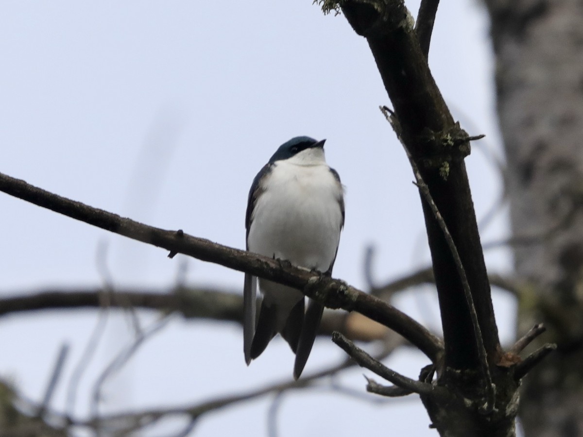 Tree Swallow - David Wittrock