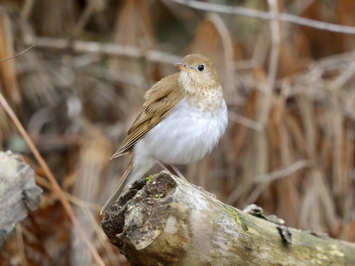 Veery - David Wittrock