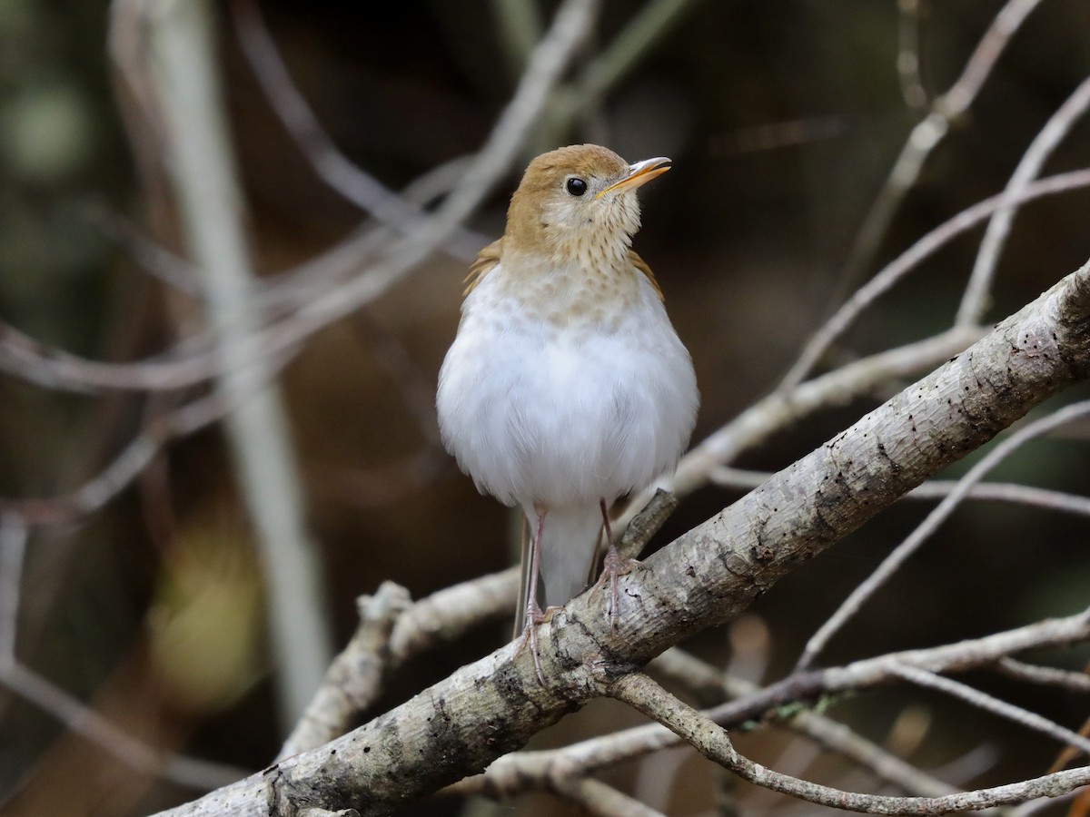 Veery - David Wittrock