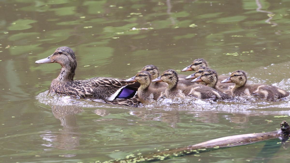 Mallard/American Black Duck - ML618675760