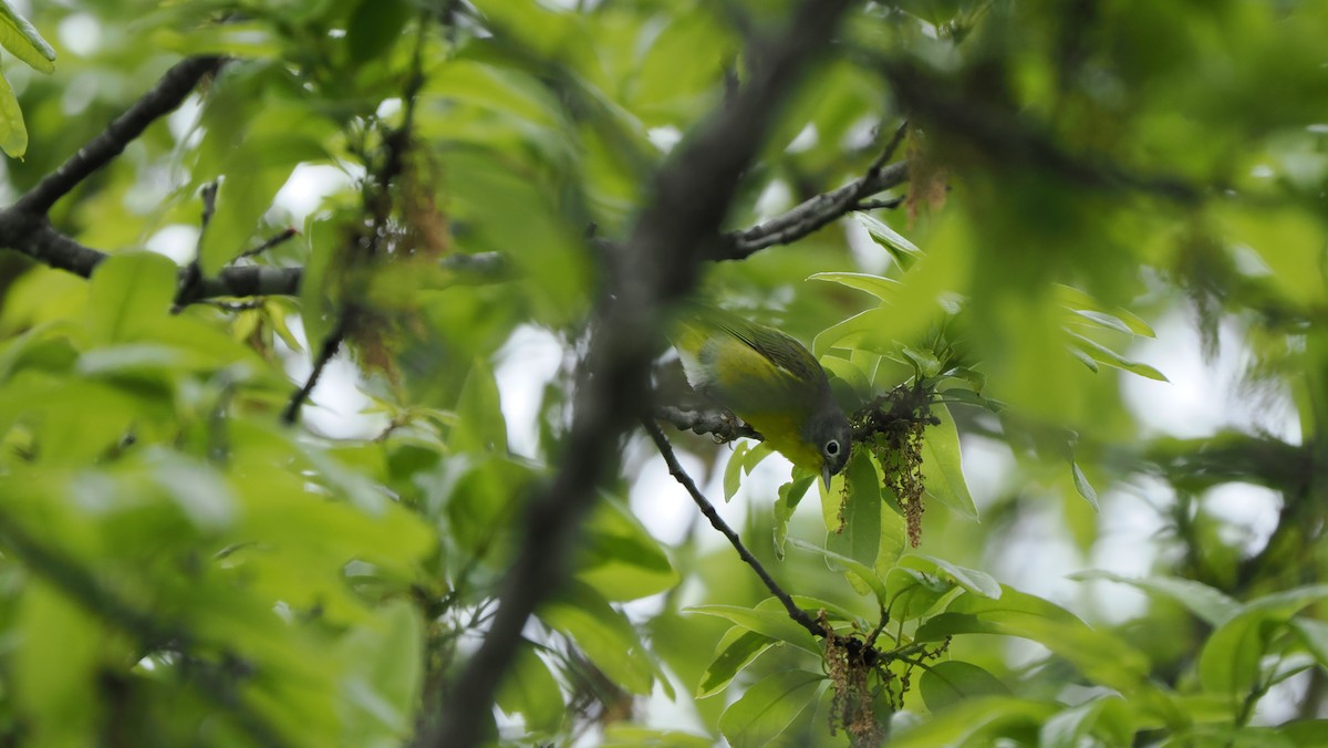 Nashville Warbler - ML618675790