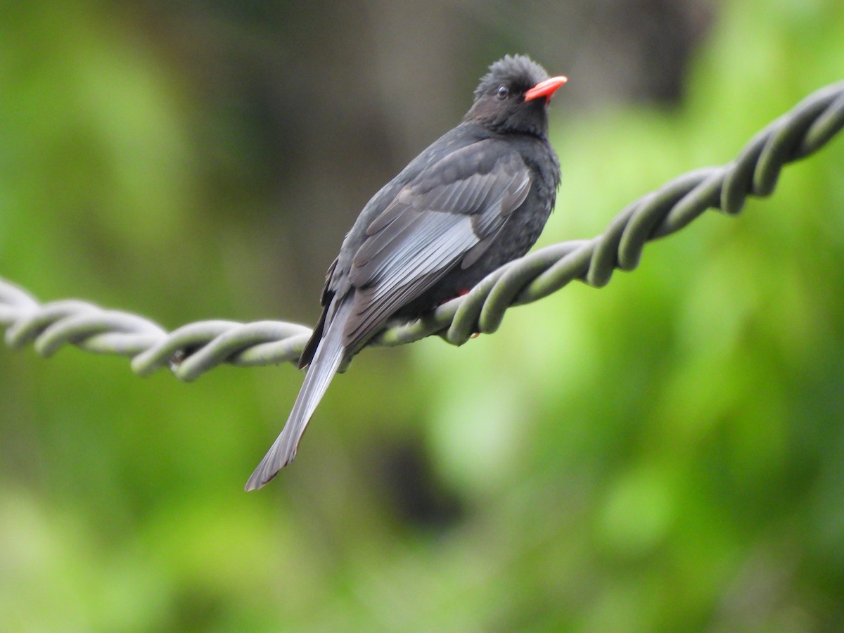 Bulbul Negro - ML618675794