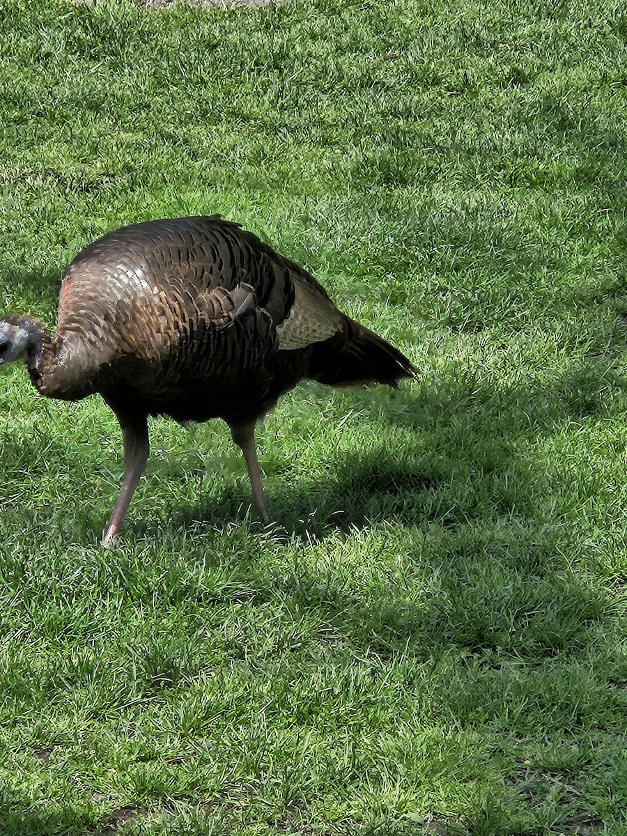 Wild Turkey - ML618675797