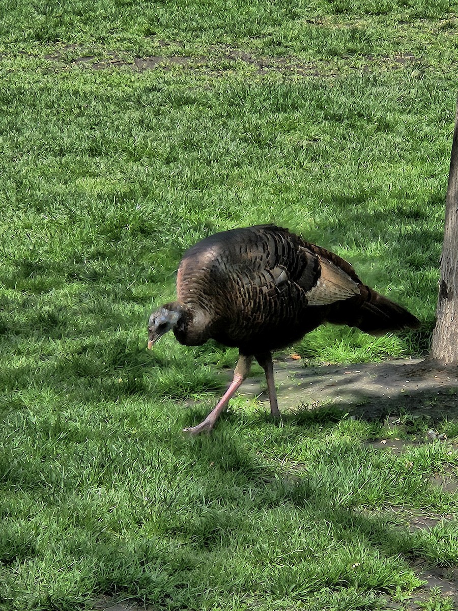 Wild Turkey - ML618675798