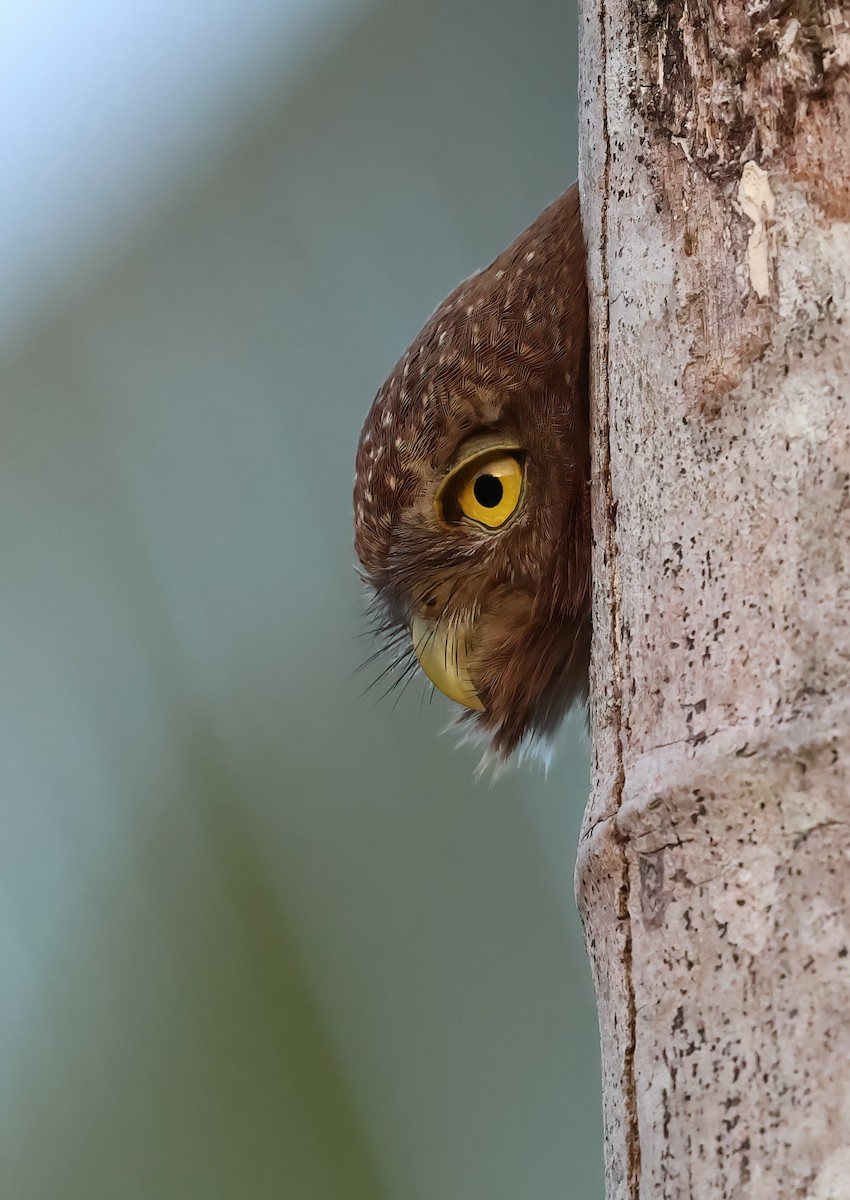 Central American Pygmy-Owl - Sally Veach