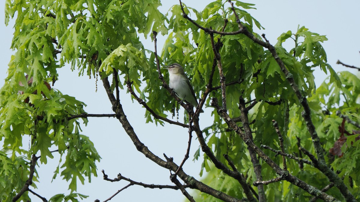 Red-eyed Vireo - ML618675828