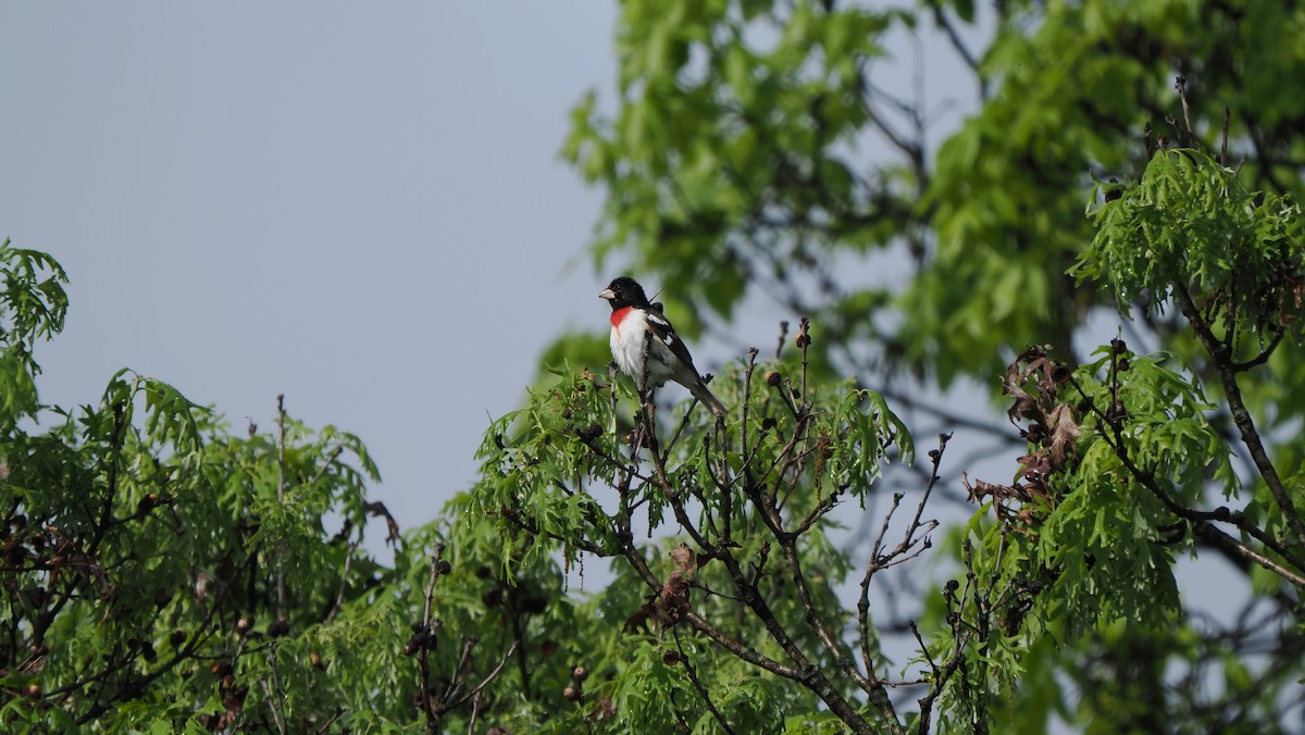 Rose-breasted Grosbeak - ML618675847