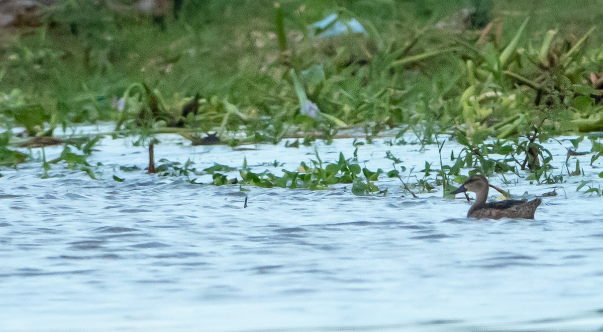 Blue-winged Teal - ML618675861