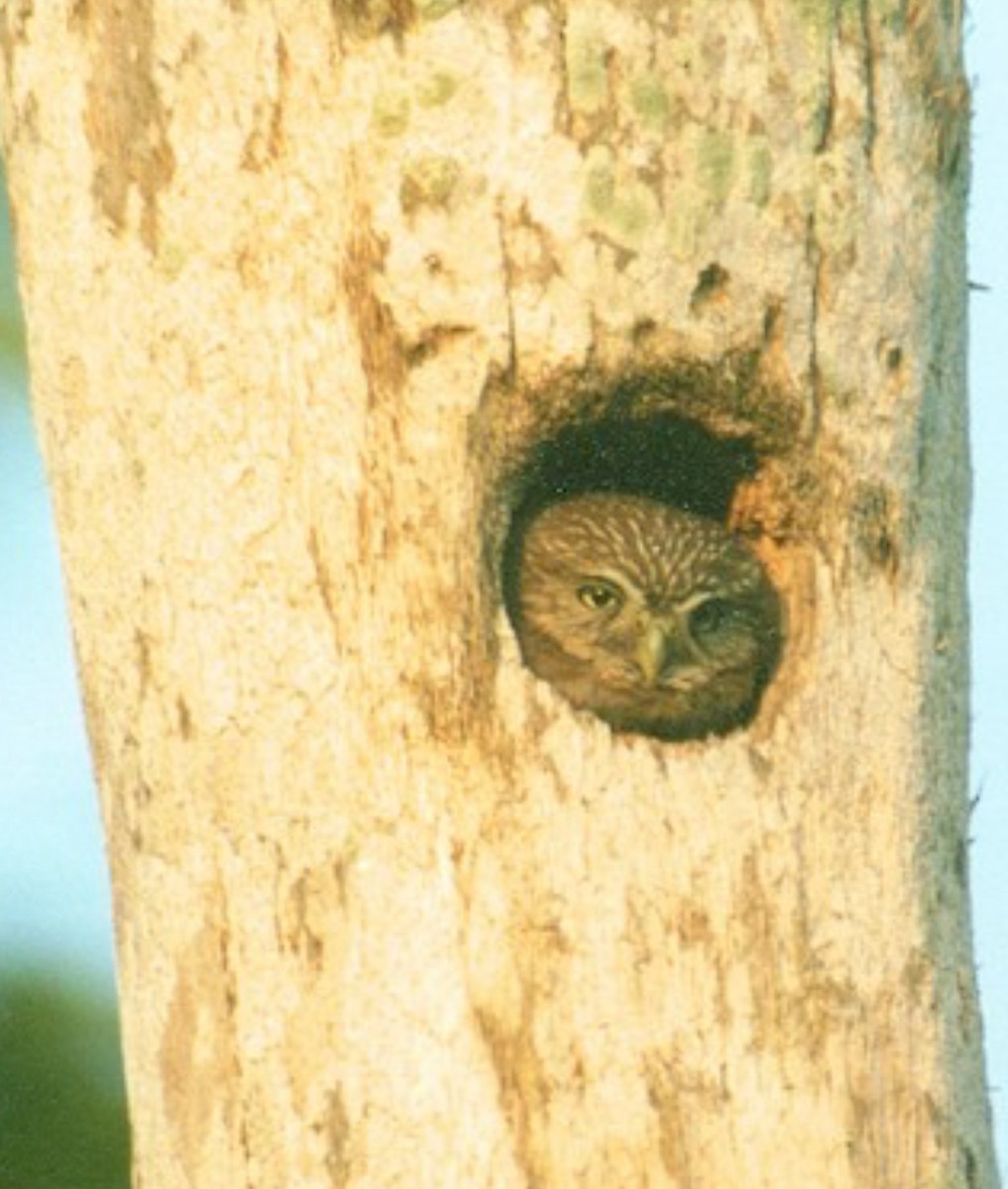 Ferruginous Pygmy-Owl (Ferruginous) - Pierre Howard