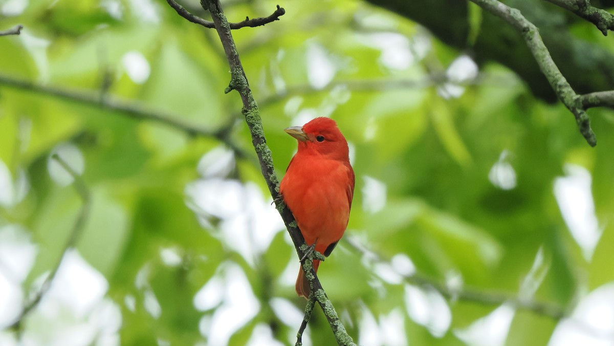 Summer Tanager - Mike Grant