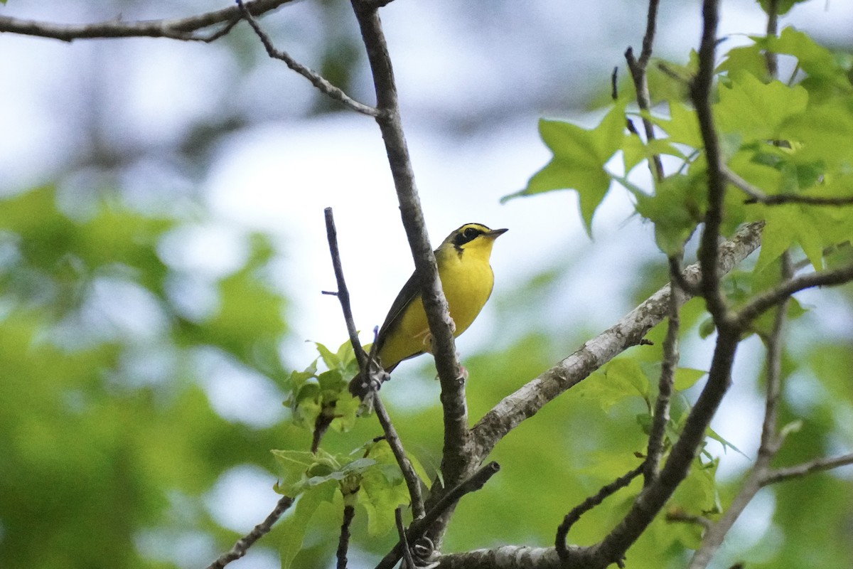 Kentucky Warbler - ML618675916