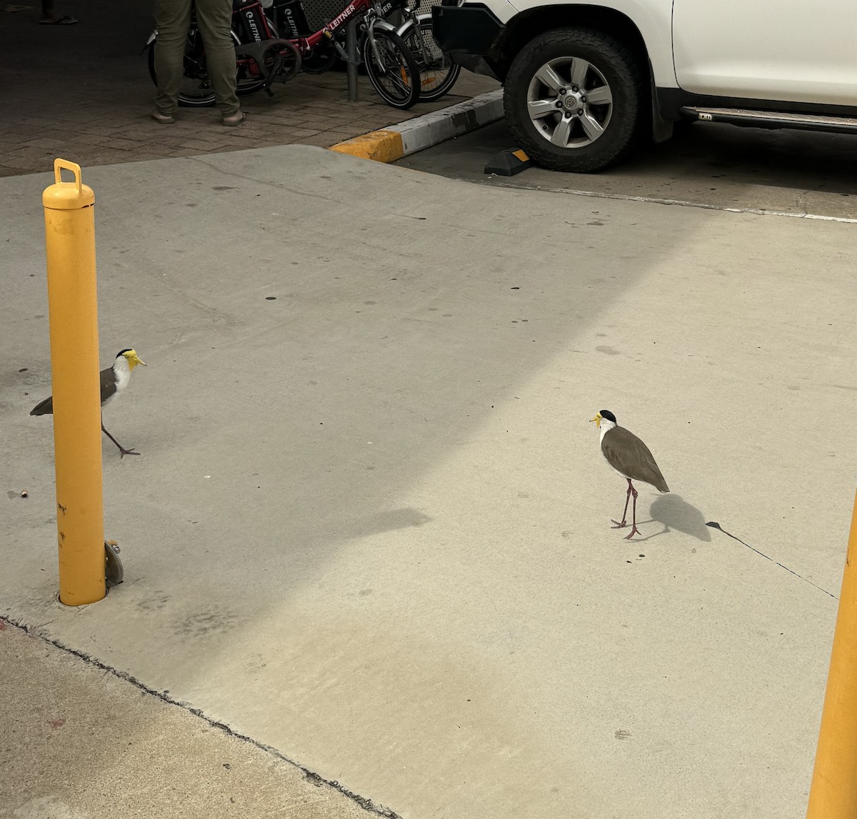 Masked Lapwing (Masked) - Maia Oliver