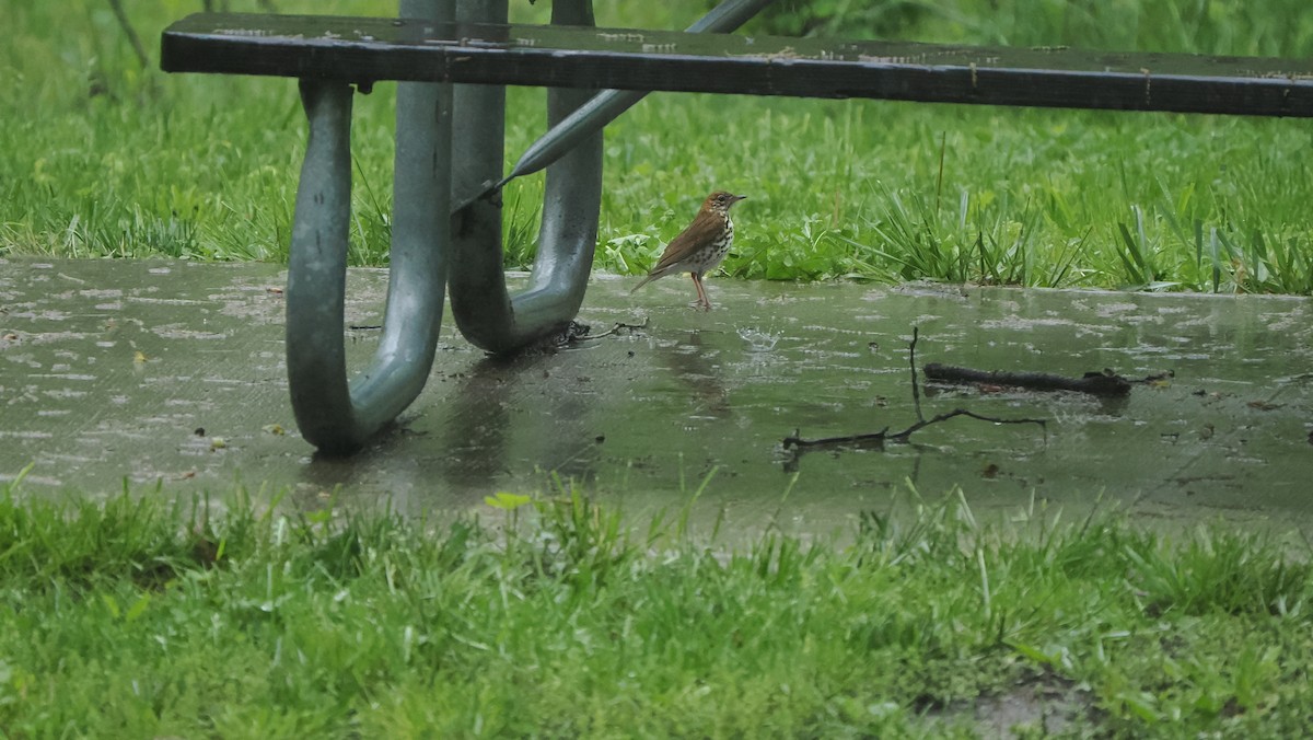 Wood Thrush - Mike Grant