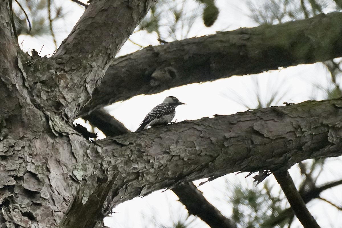 Red-cockaded Woodpecker - ML618675952