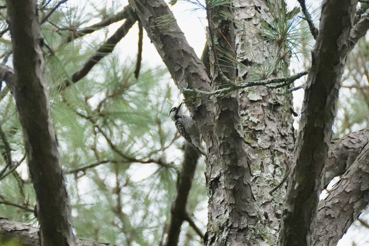 Red-cockaded Woodpecker - ML618675954